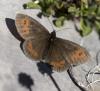Erebia euryale